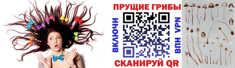 блэк спрут ТОР  купить  цена  Макарьев  Галлюциногенные грибы Psilocybine cubensis 